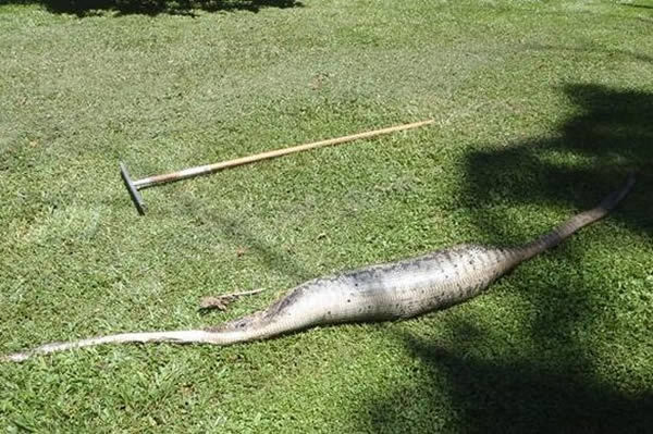 9 Snakes That Bit Off More Than They Could Chew