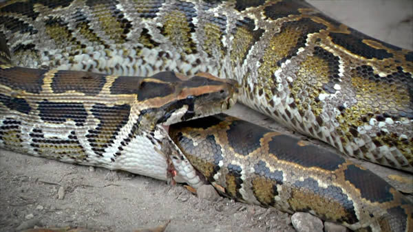 9 Snakes That Bit Off More Than They Could Chew