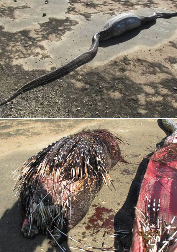 9 Snakes That Bit Off More Than They Could Chew