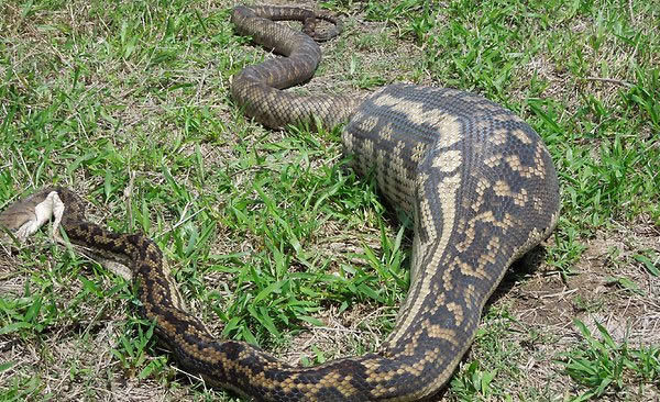9 Snakes That Bit Off More Than They Could Chew