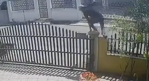 Dogs stop hijacker in his tracks in south Africa