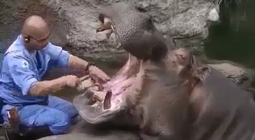 Hippopotamus and dental care