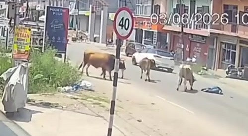 bull vs man vs car