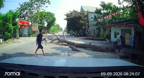 tree felling gone wrong